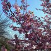 【桜便り】代官山・西郷山公園の河津桜