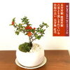 楽天市場 で お買い物 花・ガーデン・DIY_花・観葉植物
