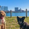 【東京・お台場②】晴れの日は愛犬と東京湾クルーズ＆海岸散歩★水上バス、ららぽーと豊洲、台場公園、犬と泊まれるホテル