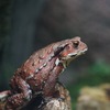 アズマヒキガエル Bufo japonicus formosus