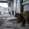 地元住宅街のねこさん