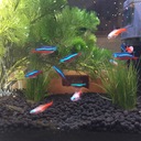 ぶんぶんの観賞魚日記