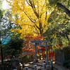 根津神社境内社乙女稲荷社の鳥居と紅葉