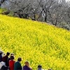 二宮　吾妻山公園