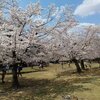 奈良へ桜と鹿に会いに行ってきた 2025/4/5