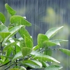 梅雨のまめ知識！雨降りでもイヤにならないために！
