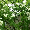 COOL JAPANに投資せよ