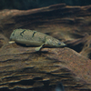 ポリプテルス・デルヘジ Polypterus delhezi