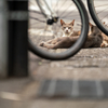 近隣繁華街のねこさん