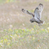 2022年2月の鳥見まとめ(1/2)-栃木県