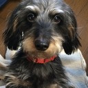 ほにゃく犬の入院ほにゃくライフ