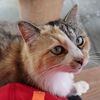 ネコ好きランナー必見！猫が集まる神社までトレイルランニング♪