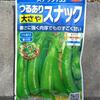 スナックエンドウの種蒔き【秋野菜も順調に生育中】