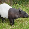 バクは夢を食べる動物？伝説の由来と実際の生態