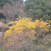 黄色