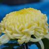 重陽の節句の食べ物と菊の花のフラワーセラピー
