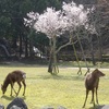 奈良公園の桜と鹿２０２２年