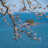 桜の向こうに虻が島：氷見・九殿浜園地