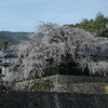 桜の里