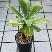 安い オンライン 買取 アガベ アテナータ ボーチンブルー / 子株あり