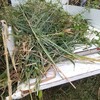 雑草を牛にあげないようにしたいのだけど