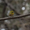 Canon EF-S 55-250mm F4-5.6 IS STMでそこらへんの野鳥を撮ってみました。(4)