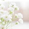  「A Fairy Tale-青い薔薇の精-」シャーロットの人生