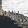 師走の城ケ島