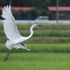 飛ぶチュウダイサギ