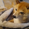 お風呂みたい、だよ