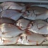 鼻繰り沖の鯛釣り