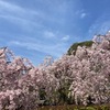 枝垂れ桜