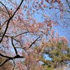 【桜便り】京都御苑の糸桜