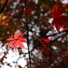 【鎌倉いいね】１１月３０日現在の鎌倉紅葉の様子は？