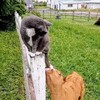 ロリポップ常務のパパという男