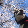 七分咲きの桜ヶ丘公園