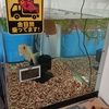 ３ヶ月ぶりに水換えした八歳魚