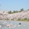 青森にも桜前線が！弘前公園のさくらは１８日が開花。