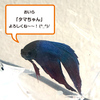 ベタアクアポニックス、はじめました！