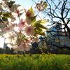 都内の桜