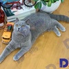 Mèo Anh Lông Ngắn - Nguồn gốc, đặc điểm, giá bán, cách chăm sóc