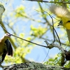 ベリーズ　アルツン遺跡公園の野鳥たち