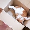 猫の高齢化を考える