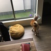 犬の去勢について③