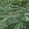 ９．３０（月・晴れ）増税内閣は嫌われる？　新内閣、役員の顔ぶれ。