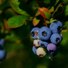 完熟～blueberry♪