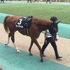 東京競馬9R 西湖特別 パドック直前予想 ◎3 アルーアキャロル