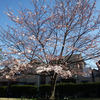 我が家の前の桜