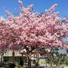 栃木県の桜：宇都宮城址公園