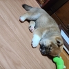 おやすみなさい。